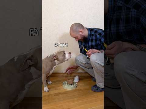 ბონზაი ძროხაა 🐮