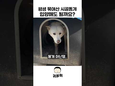 시골똥개 주제에..?#귀농 #강아지 #shorts