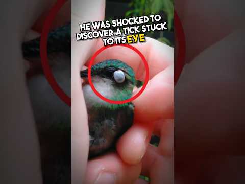 Kind-hearted man rescues hummingbird's life😱❤️