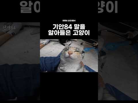 고양이에게 행복을 물었더니