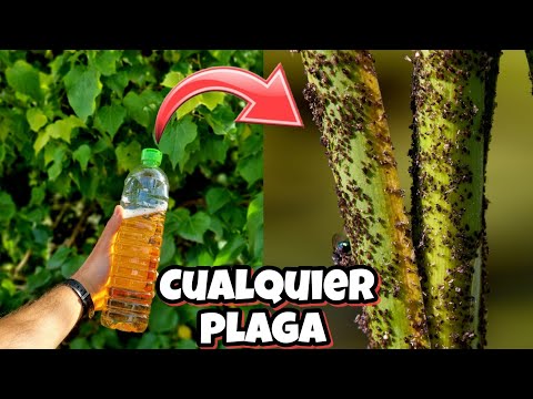 Como DETENER CUALQUIER PLAGA o BICHO con este insecticida Casero para Plantas y Jardín! Sin AJO