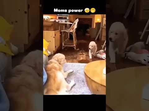 it does not matter they are human or not but it matters they have mom type aggression 😅😂
