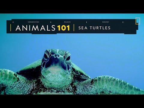 101動物教室：海龜《國家地理》雜誌 - YouTube