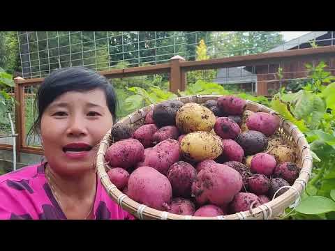 THU HOẠCH KHOAI TÂY ĐỦ MÀU SẮC,BÔNG CẢI TRẮNG ,RAU SAM,