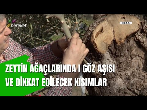 Zeytin Ağaçlarında I Göz Aşısı ve Dikkat Edilecek Kısımlar