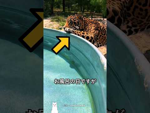 すぐ拗ねる巨大猫の正体
