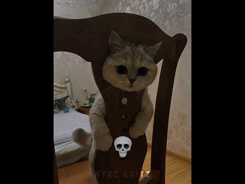 Cats Perfect Fit 💀 pt.2