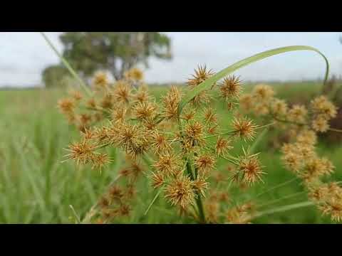 ផ្កាកក់ Kok flowers/@chhuoputhy #video