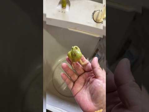 🏠🤪 "مهمة غولو للعثور على منزله الغريب" 😂🗑️ #shorts