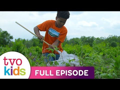 LEO'S POLLINATORS - The Hummingbird Moth - Full Episode