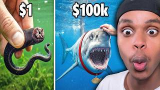 $1 vs $100,000 Pet Fish..