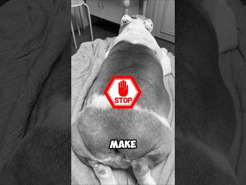 What will happen if you cut a dog's tail 🤯 ~#shorts