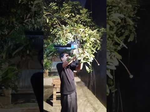 LANGSUNG PETIK DI POHON #selamat #pagi #duniya