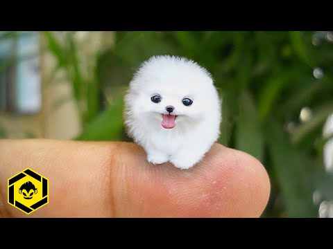 Las 10 Razas de Perros Mas Pequeñas del Mundo