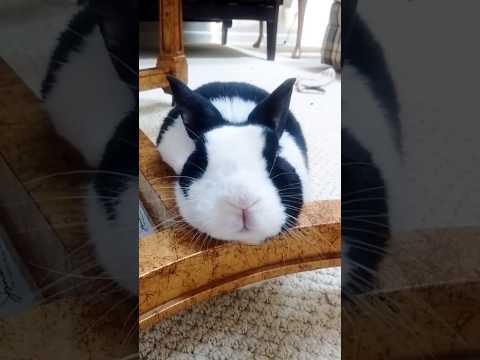 Dreaming rabbit chooses weird place to sleep