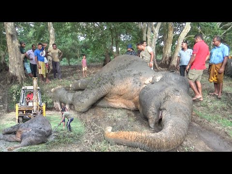 Elephant suffered gun shot injury | बड़े हाथी को बंदूक की गोली से चोट लगी | গুলির আঘাতে আহত বড় হাতি