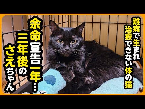 【難病を抱えた 元捨て猫】余命宣告一年から三年後...家族になってくれてありがとう【さえちゃん】