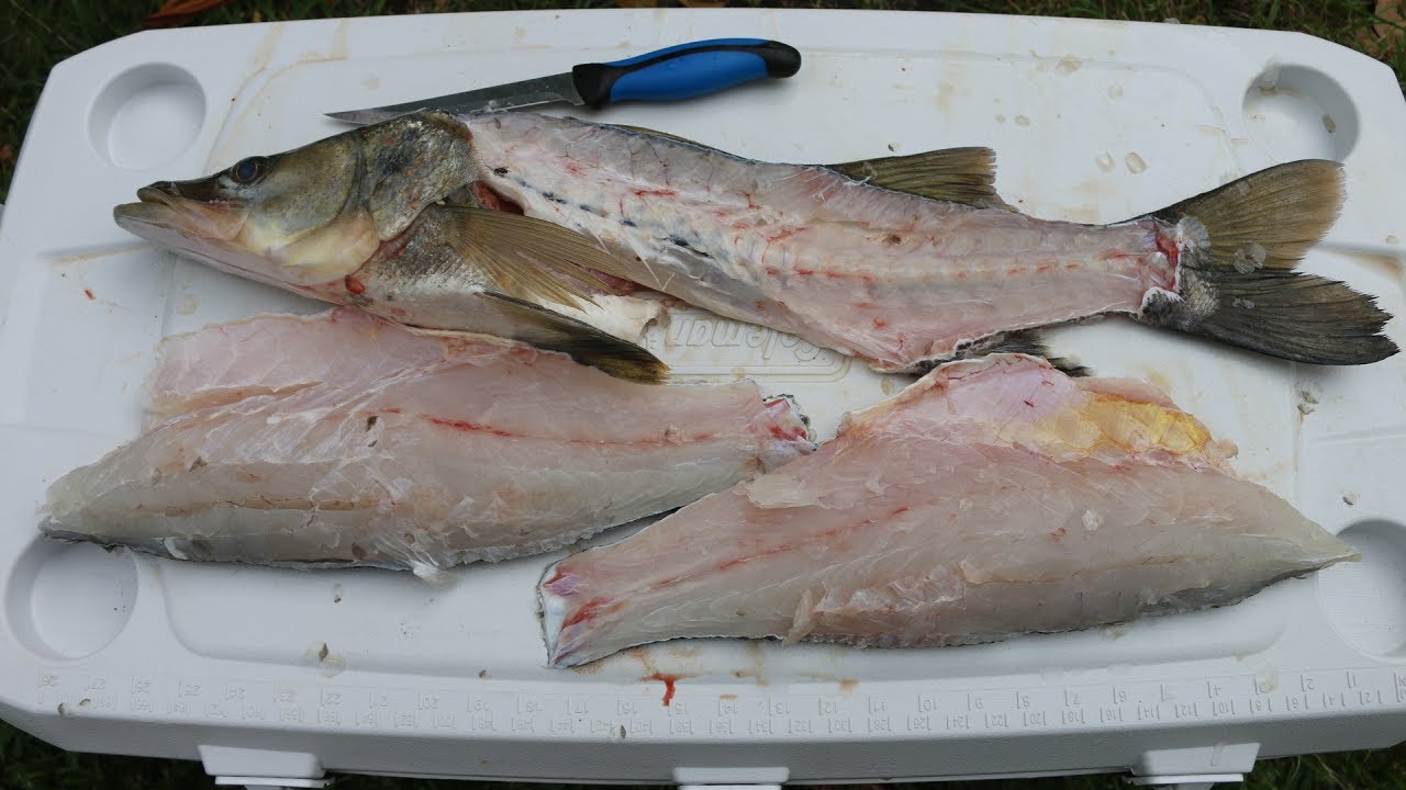 The Most OVERRATED Eating Fish? : Snook (Catch, Clean and Cook)