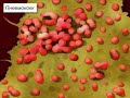 Understanding Bacterial Types and Impact