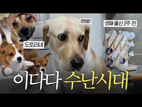 다른 내연견에게 결국 이다다 집 뺏겼습니다.