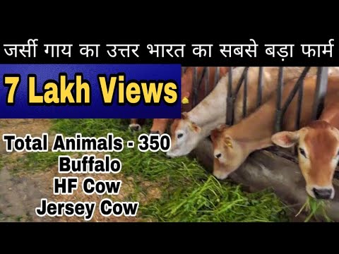 Assal Dairy Farm @ Ferozpur(Punjab). 350 animals hear. Owner- Jagdeep Singh Sandhu Ji.