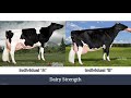 Evaluating Dairy Cow Characteristics