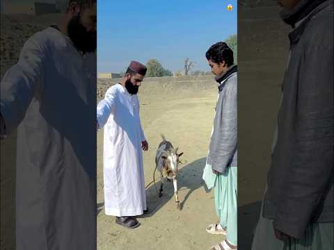 Bakri ki Faryad🥹🙏😭#humainty #youtubeshorts #motivation #viralshorts #foryoupage #nsabubakar