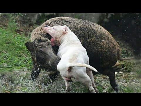 QUANDO O CACHORRO ENFRENTA UM JAVALI