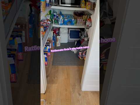 Snake in a Pantry 🐍 I was skeptical 🤨 #home #fyp #youtube #fear #snake #nature