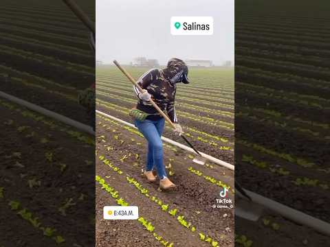 Que habilidad tiene esta mujer para separar el plantío #trabajo #shorts  #california #fastworkers