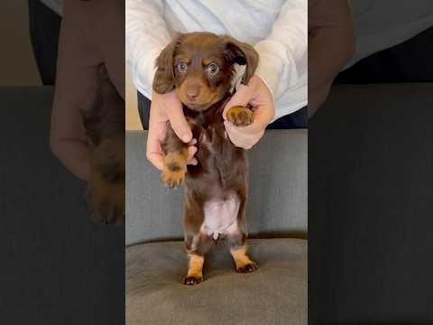 I’LL EAT YOU UP #minidachshund #dachshund #puppy #dachshundpuppy #dance #cutepuppy #funnypuppy #dog
