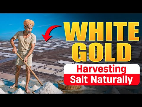 How india Harvests Salt for Whole World - Start to Finish