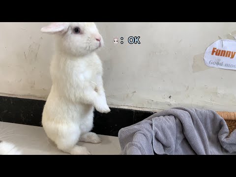 Wow! In order to sleep with the kitten, the rabbit made the bed for the kitten 😂. So funny! So cute!