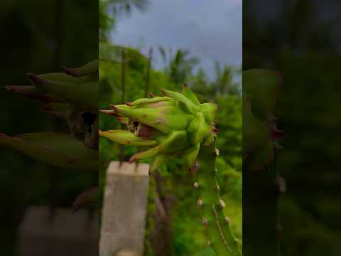 এতো ছোটো ড্রাগন ফল হতে জীবনে দেখিনি dragon fruit