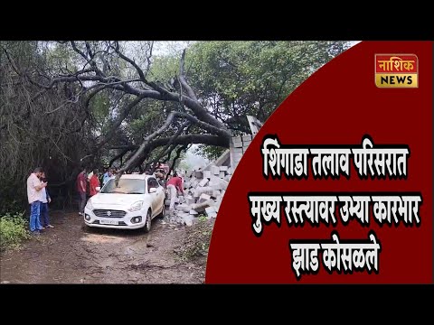 Nashik News मजबूत स्थितीत असलेले झाड अचानक पडल्याने झाड पाडले की पडले?