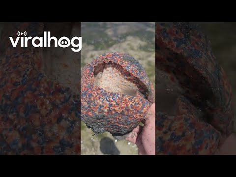 Collecting Giant Sea Snails on a Moroccan Beach || ViralHog