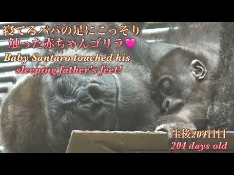 赤ちゃんゴリラのサンタロウが、寝てる父モモタロウの足をこっそり触る瞬間を目撃しました♪⭐️Gorilla【京都市動物園】Baby Santaro touched his father's feet!