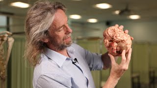 Cerebellum anatomy