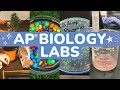 AP Biology Laboratory Techniques and Concepts