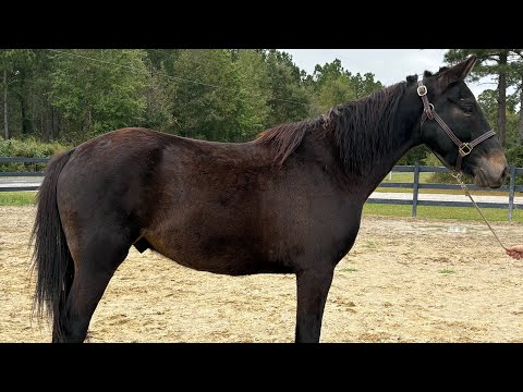 Black gelding driving