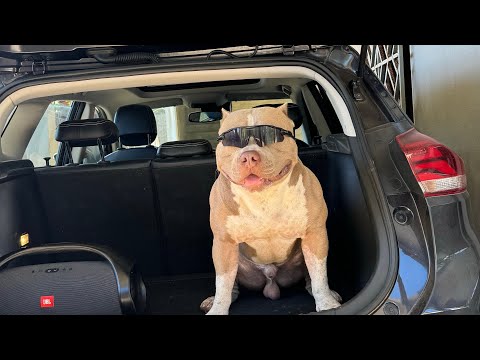 O PITBULL MAIS FAMOSO DO BRASIL PARANDO TUDO NAS RUAS