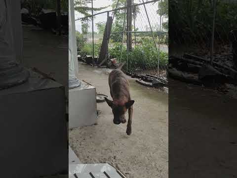 Đây là ánh mắt của một chiến binh… đói bụng