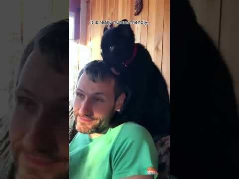 Is this the biggest cat you have ever seen? #rescue #rescueanimals