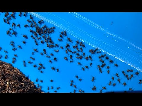 YouTube video thumbnail: Can a Tiny ant Make a big Difference for Britain's Forests?