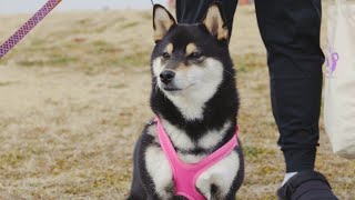 NEWハーネスでお出かけした日【 #日常を撮っておこう 】