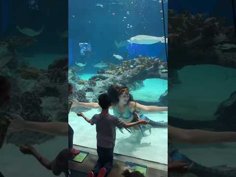 Mermaid hugged this little boy
