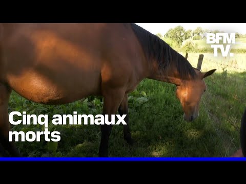 Chevaux mutilés en Normandie: le suspect, âgé de 23 ans, affirme avoir obéi “à des pulsions”