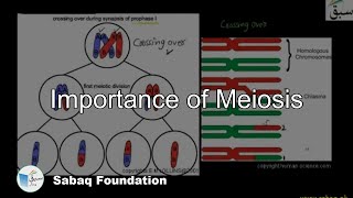 Importance of Meiosis