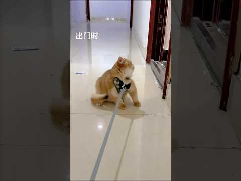 Cat video ! cat voice ! cat sound ! cat meowing #shorts #youtubeshorts #cat #cats #catsound