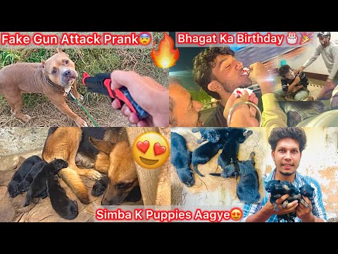 Newborn Puppies Aagye😍Simba Blood🔥|| Rock K Sath Prank Kiya🤪|| Bhagat Ka Birthday🎂🎉